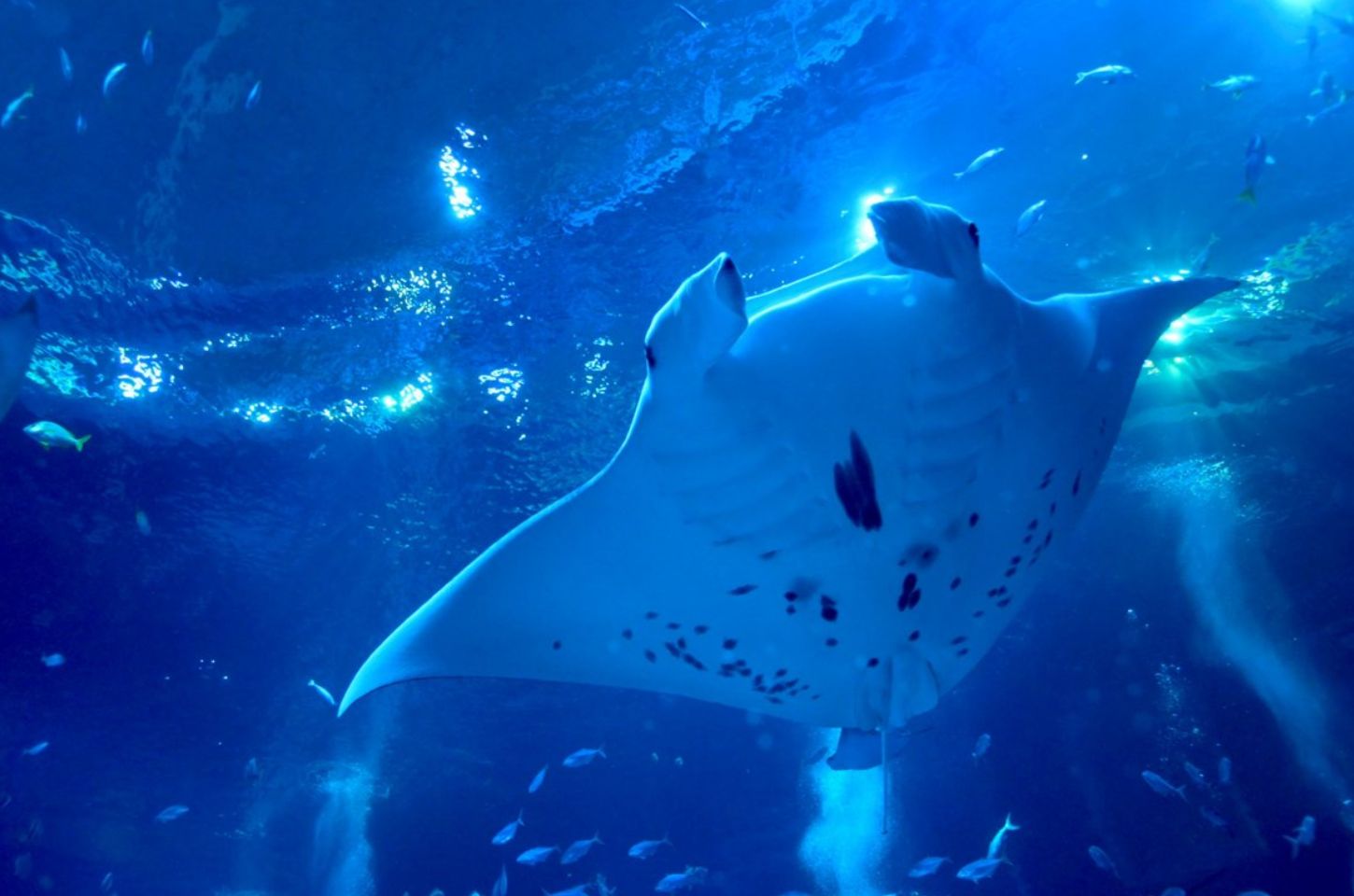 Credit :: Singapore Oceanarium
